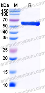 Recombinant Human CD152/CTLA4 Protein, C-Fc (Active)