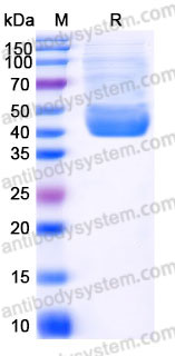 Recombinant Human CD152/CTLA4 Protein, C-GST (Active)