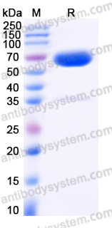 Recombinant Human CD326/EPCAM Protein, C-Fc (Active)