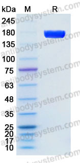 Recombinant Human FLT1/VEGFR1 Protein, C-Fc (Active)
