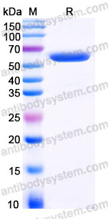 Biotinylated Human CD223/LAG3 Protein, C-His-Avi