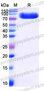 Recombinant Human CD223/LAG3 Protein, C-Fc (Active)