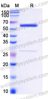 Recombinant Human CD120a/TNFRSF1A/TNFR1 Protein, C-Fc (Active)
