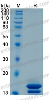 Recombinant Human PI3 Protein, C-10*His (Active)