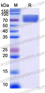 Recombinant Human CD33/Siglec-3 Protein, C-Fc (Active)