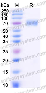 Recombinant Human CD33/Siglec-3 Protein, C-mFc (Active)