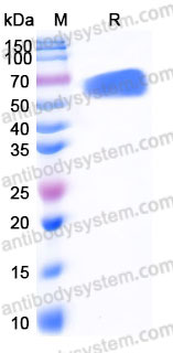 Recombinant Human TPSB2 Protein, C-Fc (Active)