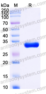 Recombinant Human TPSB2 Protein, C-His (Active)