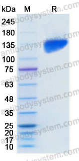 Recombinant Human CD22/Siglec-2 Protein, C-Fc (Active)