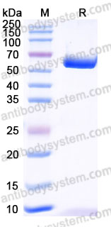 Recombinant Human CD120b/TNFRSF1B/TNFR2 Protein, C-mFc (Active)