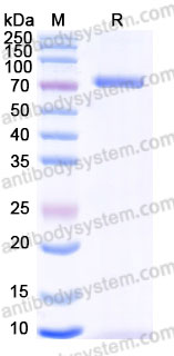 Recombinant Human CD120b/TNFRSF1B/TNFR2 Protein, C-Fc (Active)