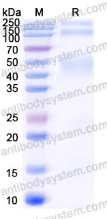 Recombinant Human CNR1/CB1 Protein, N-Flag & C-10*His (Active)