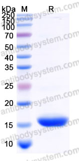 Recombinant Human KITLG/SCF Protein, Tag free (Active)