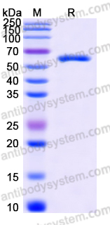 Recombinant Human CD73/NT5E Protein, C-His (Active)