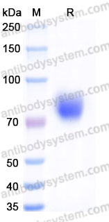 Recombinant Human CD332/FGFR2 Protein, C-Fc (Active)