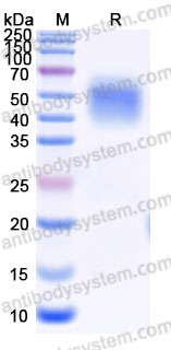 Recombinant Human CD332/FGFR2 Protein, C-His (Active)