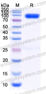 Recombinant Human CD332/FGFR2 Protein, C-Fc (Active)