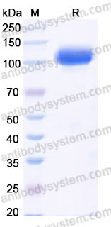 Recombinant Human ERBB3/HER3 Protein, C-mFc (Active)