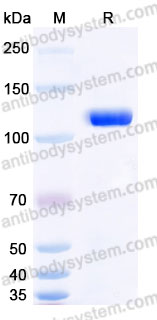 Recombinant Human ERBB3/HER3 Protein, C-Fc (Active)