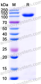 Recombinant Human ITGA6 & ITGB1 Heterodimer, C-Flag & C-His (Active)