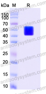 Recombinant Human EDNRB/ETRB Protein, C-Fc (Active)