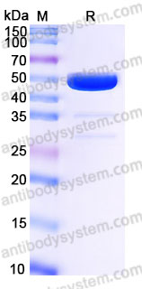 Biotinylated Human CD24 Protein, C-Fc-Avi