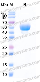 Recombinant Human CD24 (S44T) Protein, C-Fc (Active)