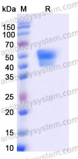 Recombinant Human CD24 Protein, C-mFc (Active)