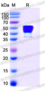 Recombinant Human CD24 Protein, C-Fc (Active)