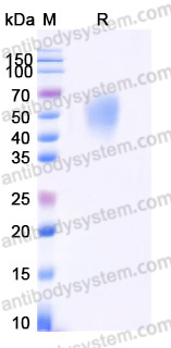 Recombinant Human CD95/FAS Protein, C-Fc (Active)