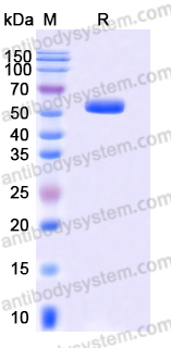 Recombinant Human CD40/TNFRSF5 Protein, C-Fc (Active)