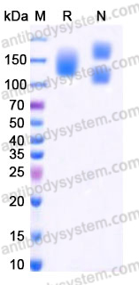 Recombinant Human ITGA3 & ITGB1 Heterodimer, C-Flag & C-His (Active)