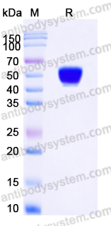 Recombinant Human CD314/KLRK1/NKG2D Protein, N-Fc (Active)