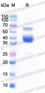 Recombinant Human ACVR2A/ACTR-IIA Protein, C-Fc-His (Active)