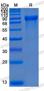 Recombinant Human GP88/GRN Protein, C-hFc-His (Active)