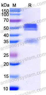 Biotinylated Human IL12 Protein, C-Flag & C-His-Avi