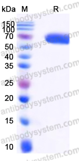 Recombinant Human IL23 Heterodimer, C-His (Active)