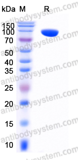 Recombinant Human IL23 Heterodimer, C-Fc (Active)
