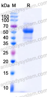 Recombinant Human CD154/CD40LG/TNFSF5 Protein, N-mFc (Active)