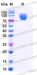 Recombinant Human AXL/UFO Protein, C-Fc (Active)
