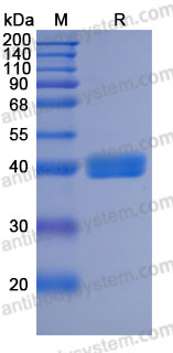 Recombinant Human CD52 Protein, C-hFc (Active)