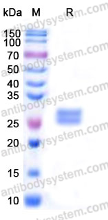 Recombinant Human CD32b/FCGR2B Protein, C-His (Active)