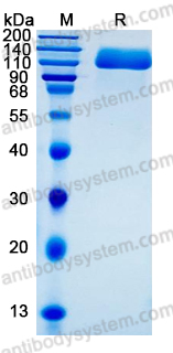 Recombinant Human CD50/ICAM3 Protein, C-hFc-His (Active)