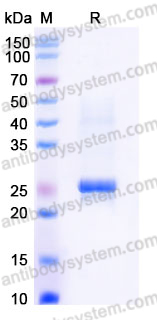 Recombinant Human CD70 Protein, N-His-Flag (Active)