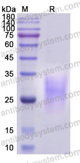 Biotinylated Human IL13 Protein, C-Avi-His