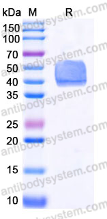 Recombinant Human TGFBR1 Protein, C-Fc (Active)