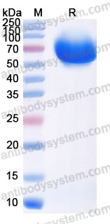Recombinant Human TGFBR2/TGFR-2 Protein, C-Fc (Active)