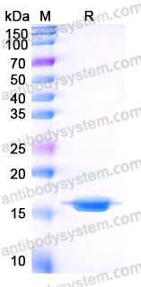 Recombinant Human SNCA/Alpha-synuclein Protein, Tag free (Active)