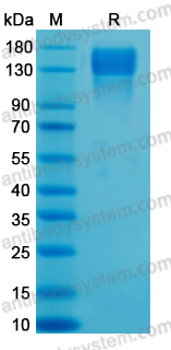 Recombinant Human CD96 Protein, C-Fc (Active)