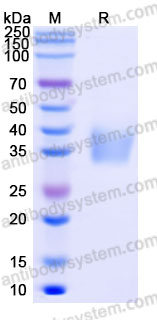 Biotinylated Human CD79β/CD79B Protein, C-His-Avi